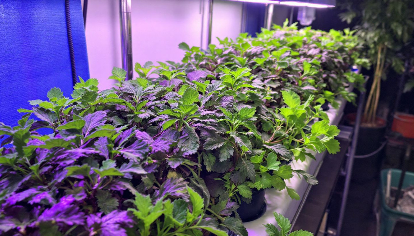 Cultiver un potager urbain en intérieur techniques innovantes pour des légumes toute l'année